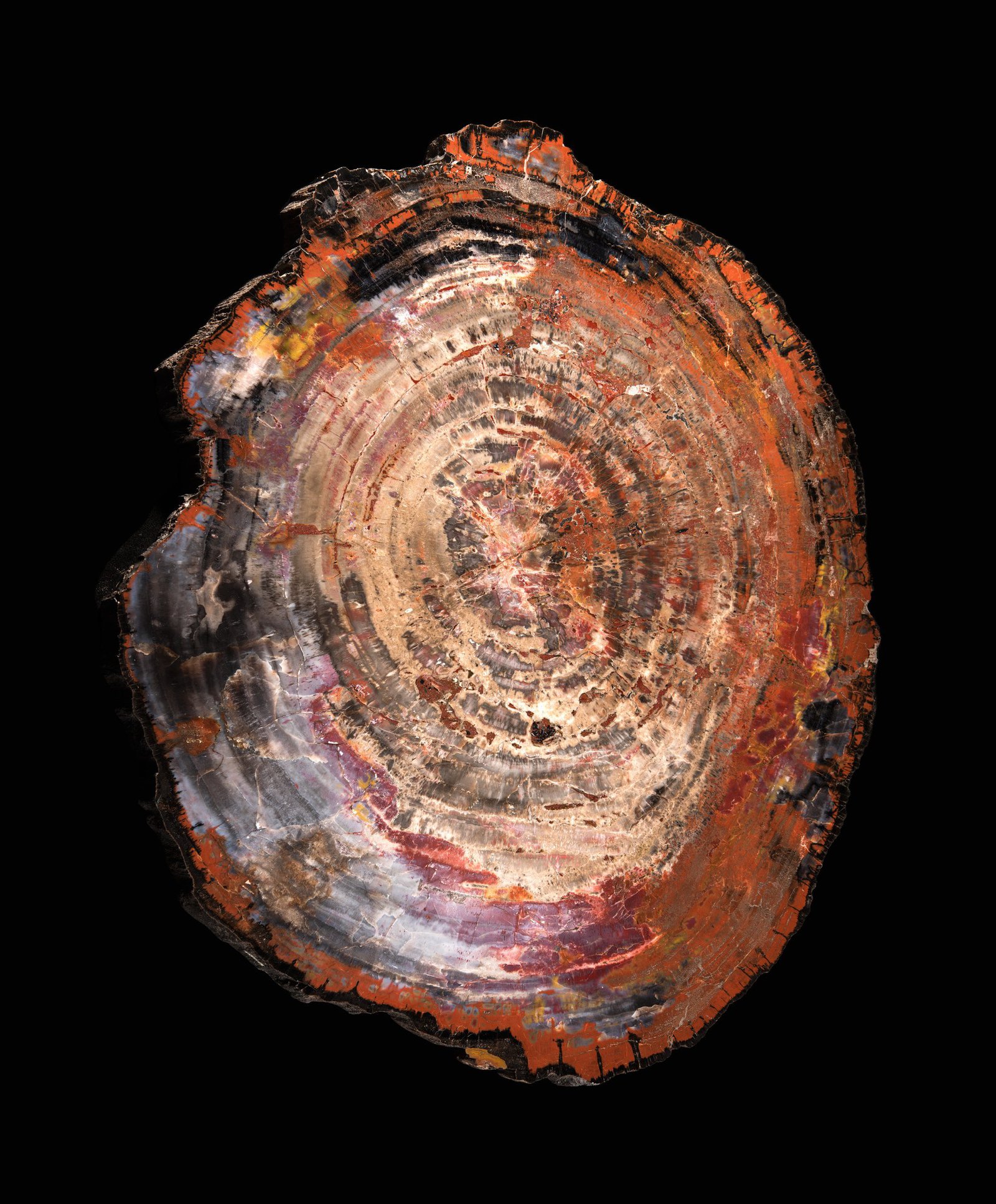 Jasperised wood D.47884