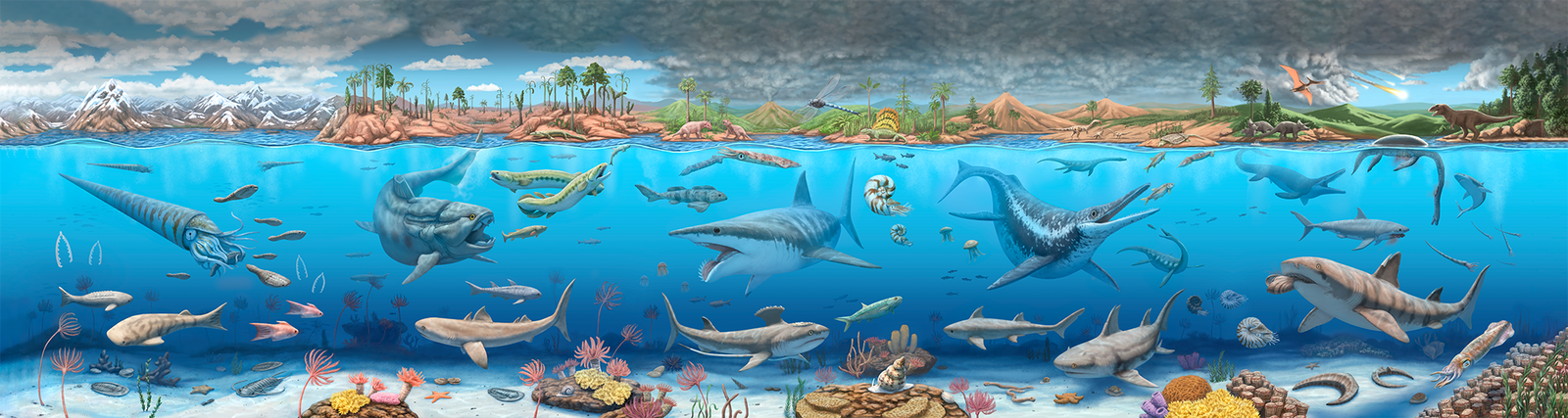 Sharks have swum in the world’s oceans for over 450 million years and survived five global mass extinctions.