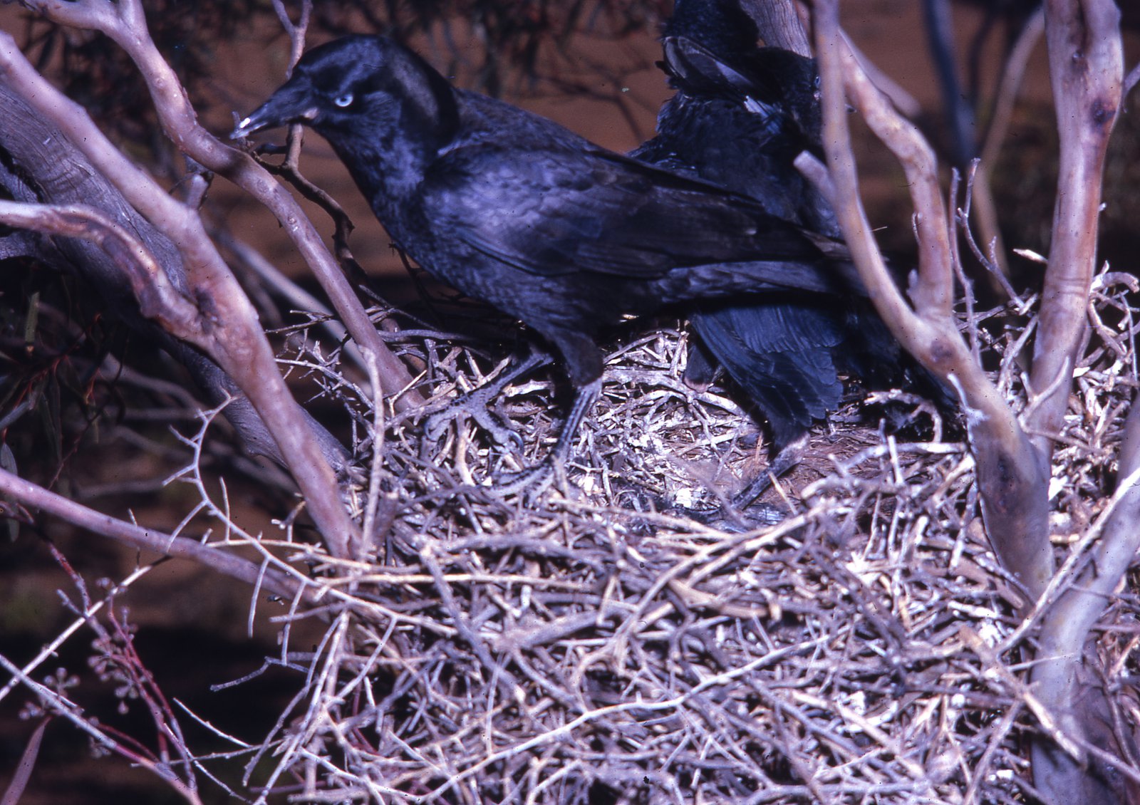 AMS405/237 Australian Raven