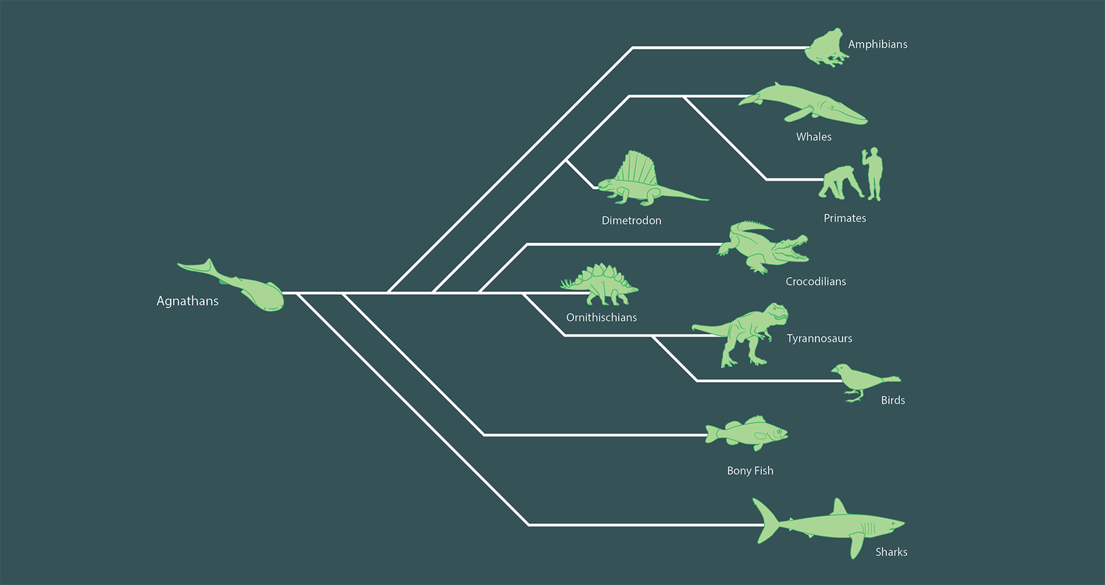Sharks and humans share a common ancestor called agnathans, that later evolved into bony fish, amphibians, dinosaurs and even birds.