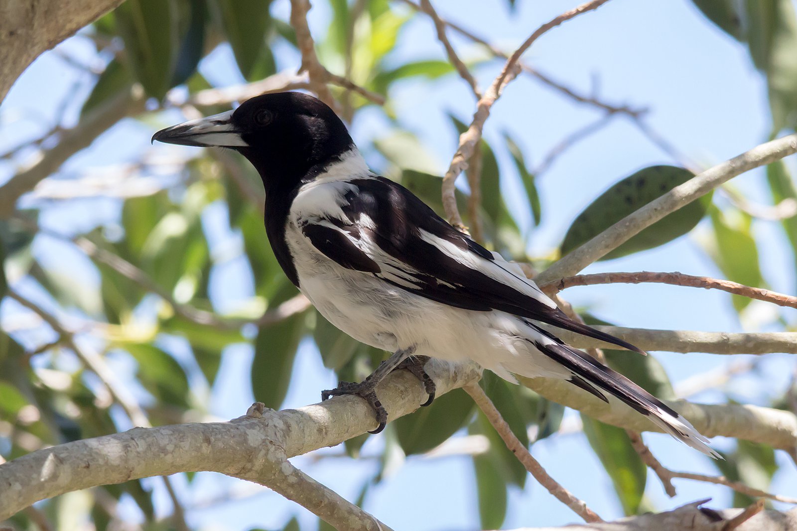 Pied Butcherbird, Cracticus nigrogularis