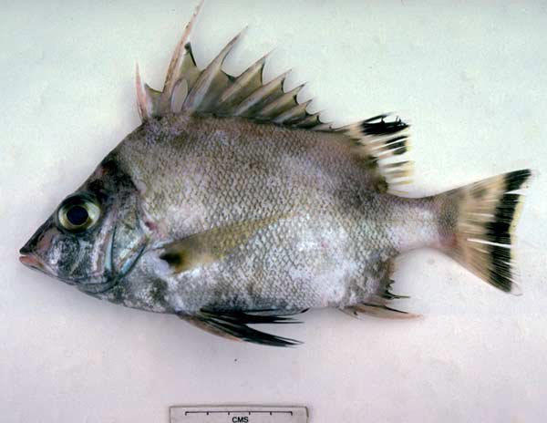 Banjofish, Banjos banjos