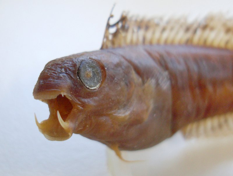Brown Sabretooth Blenny, Petroscirtes lupus