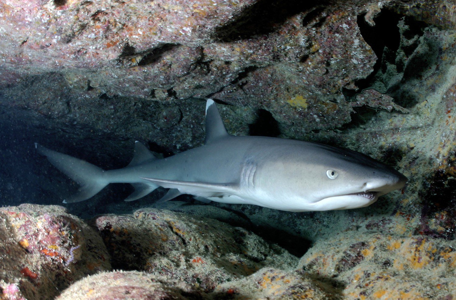 Carcharhinus albimarginatus, Whitetip Reef Shark in a rock crevice