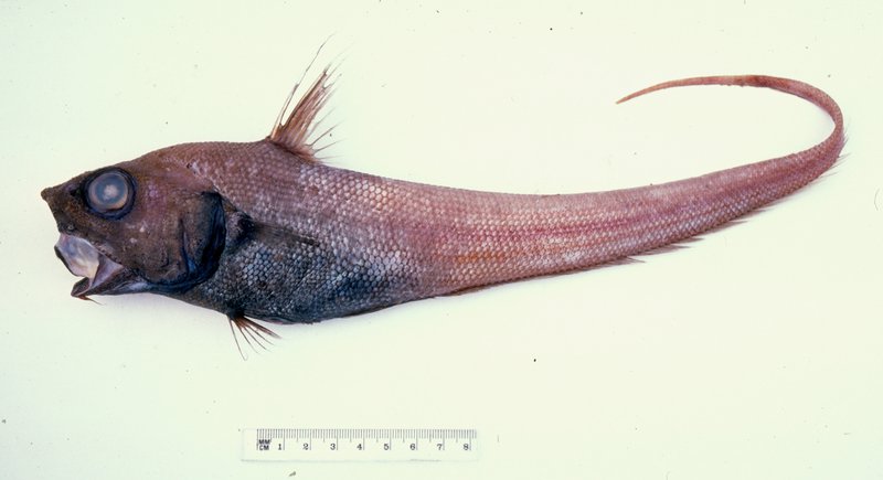 Cohen's Rattail, Nezumia coheni
