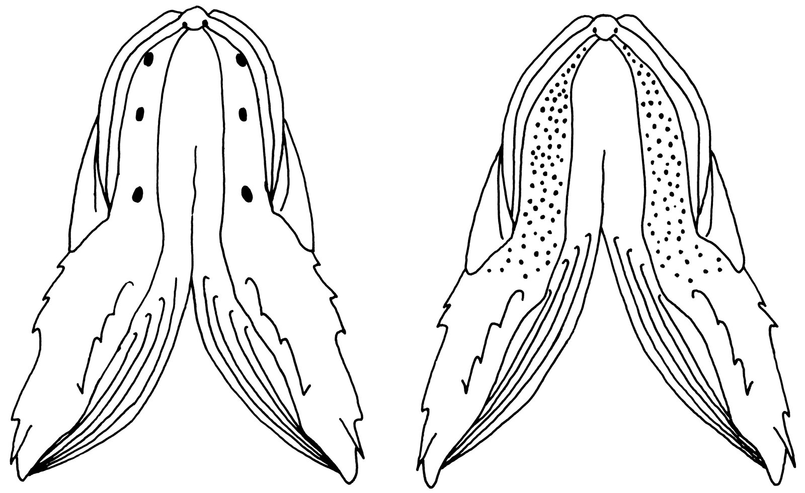 Common Gurnard Perch, Neosebastes scorpaenoides