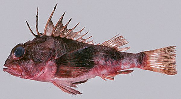 Common Gurnard Perch, Neosebastes scorpaenoides