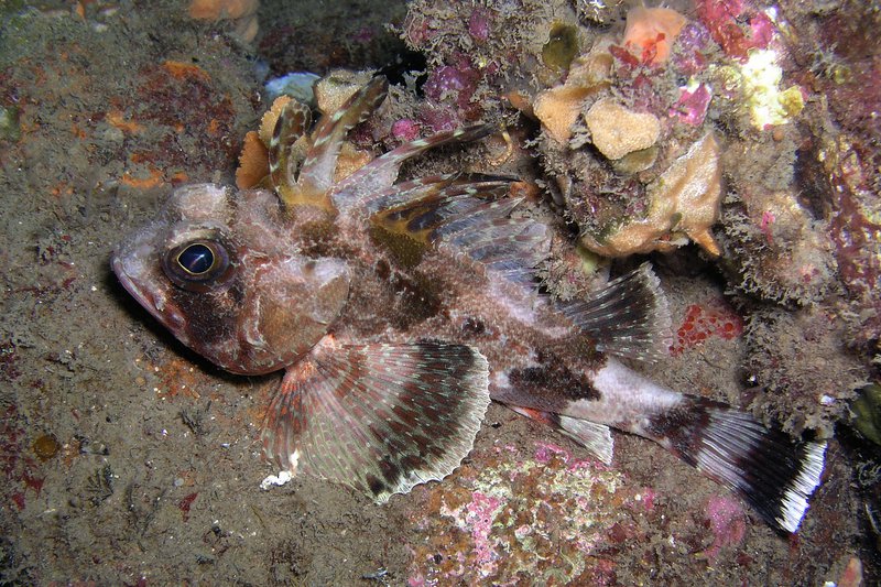 Common Gurnard Perch, Neosebastes scorpaenoides