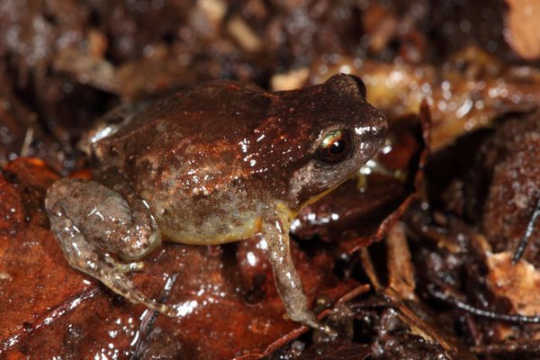 Tapping Nursery Frog, Cophixalus aenigma