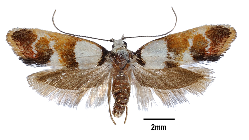 Crepidosceles glycydora (Turner, 1917).