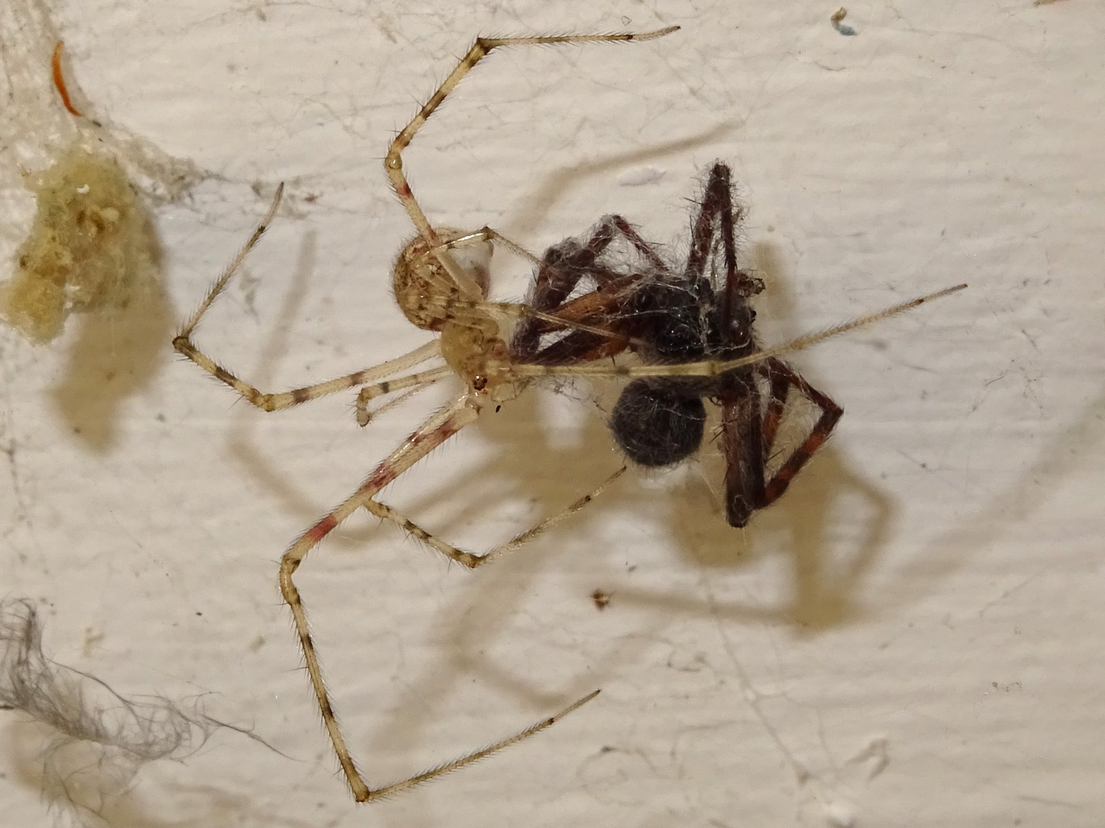 Cryptachaea gigantipes