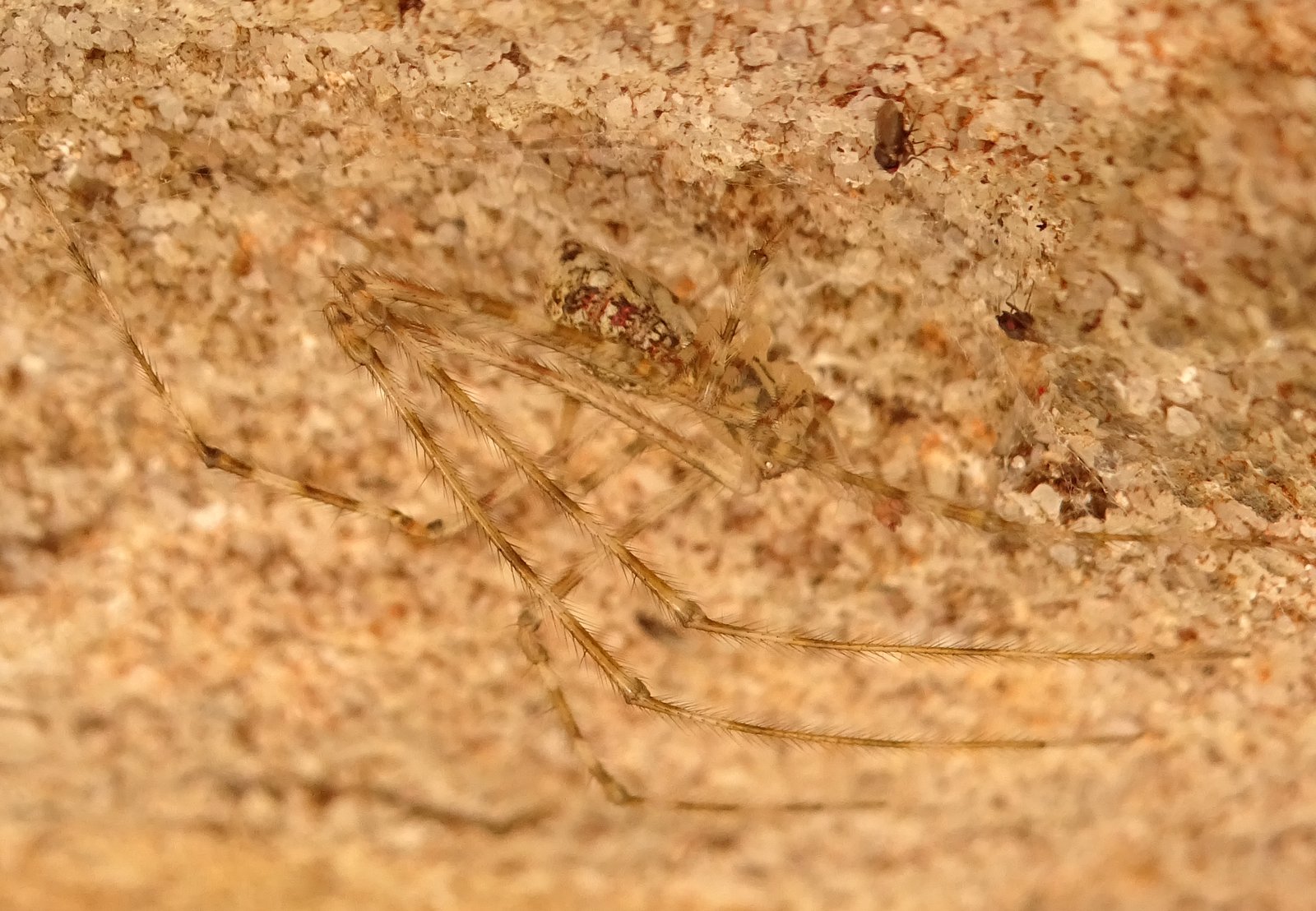 Cryptachaea gigantipes