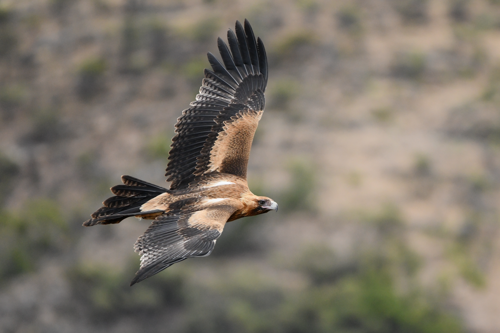 Wedge-tailed Eagle, Aquila audax