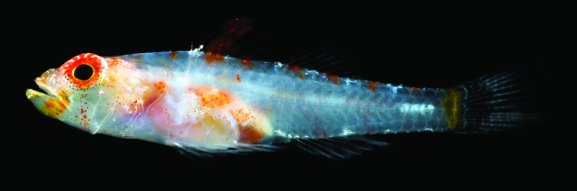 The holotype of Tempestichthys bettyae gen. et sp. nov. AMS I.50056-001