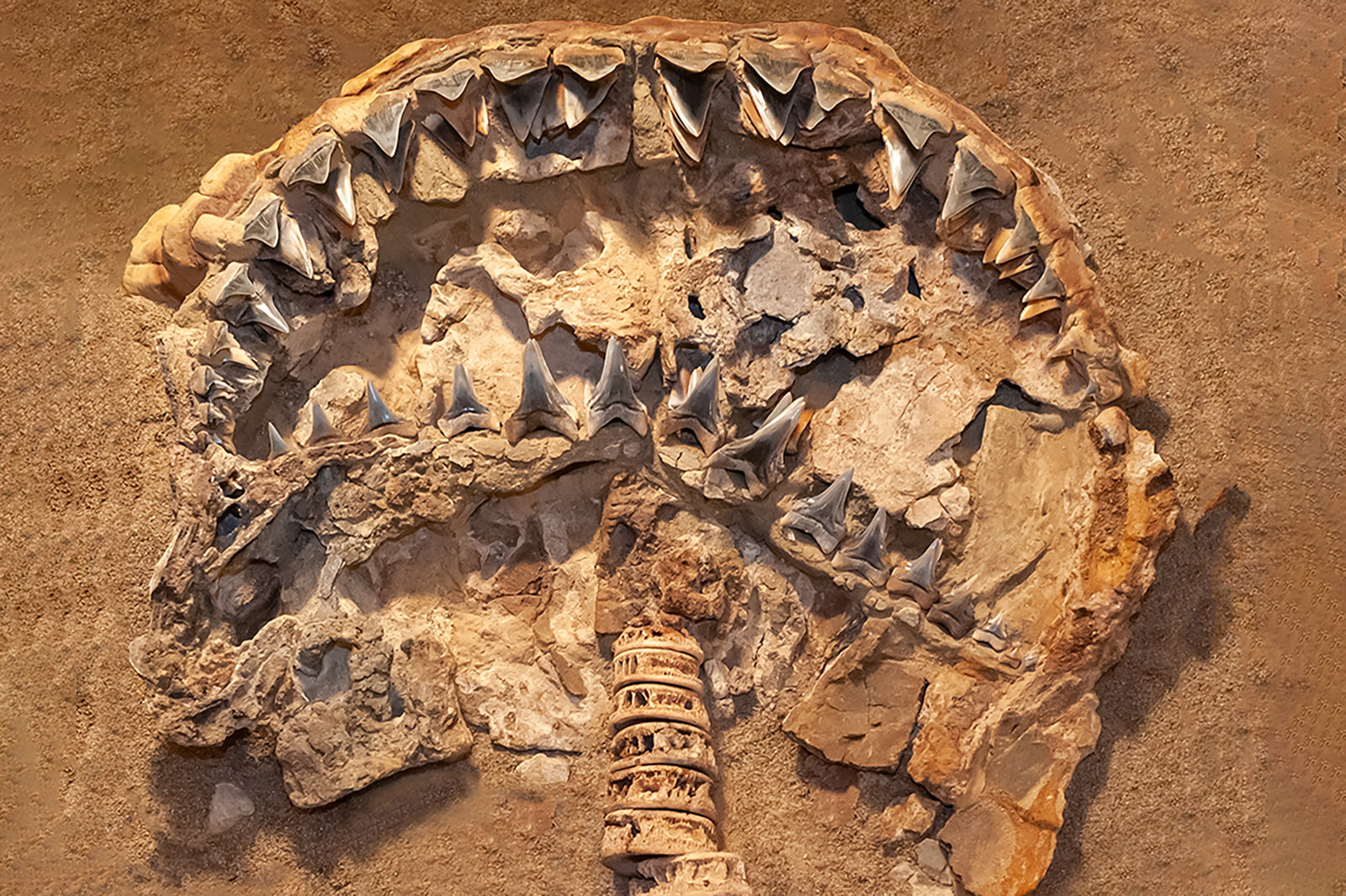 Five million-year-old fossil of ancient White Shark Carcharodon hubbelli