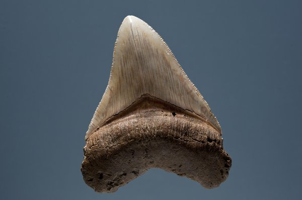 Fossil Tooth of Megalodon