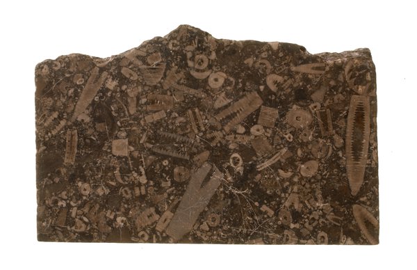 Fossiliferous limestone