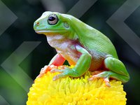 FrogID Week 2021