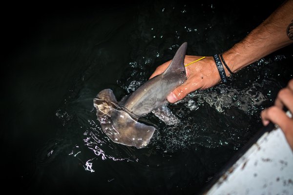 Hammerhead shark pup