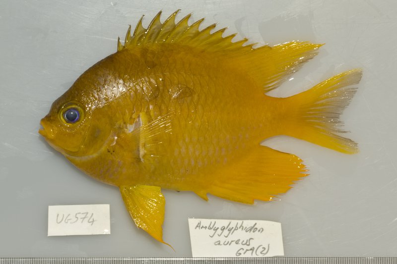 I.44732-001 - Amblyglyphidodon aureus
