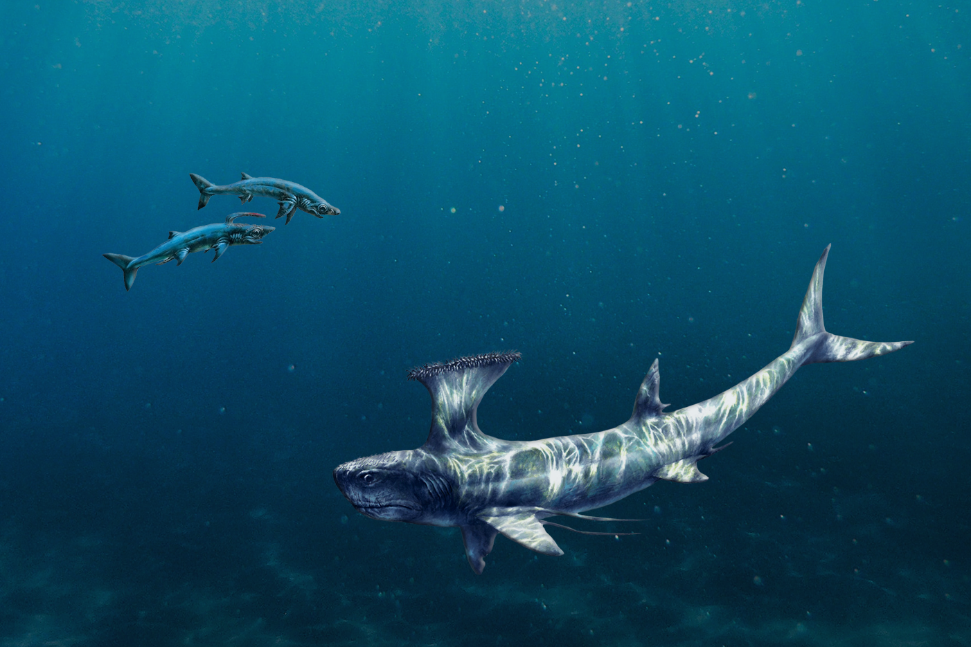 Illustration of ancient sharks Akmonistion (right) and Falcatus falcatus (left) that lived in the Early Carboniferous period.