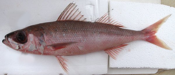 Japanese Rubyfish, Erythrocles schlegelii