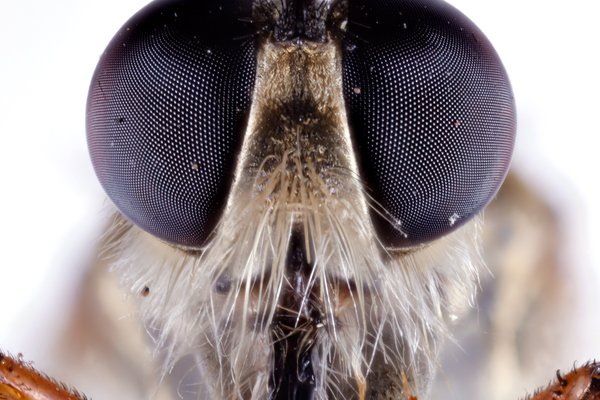 Zosteria clivosa, frontal
