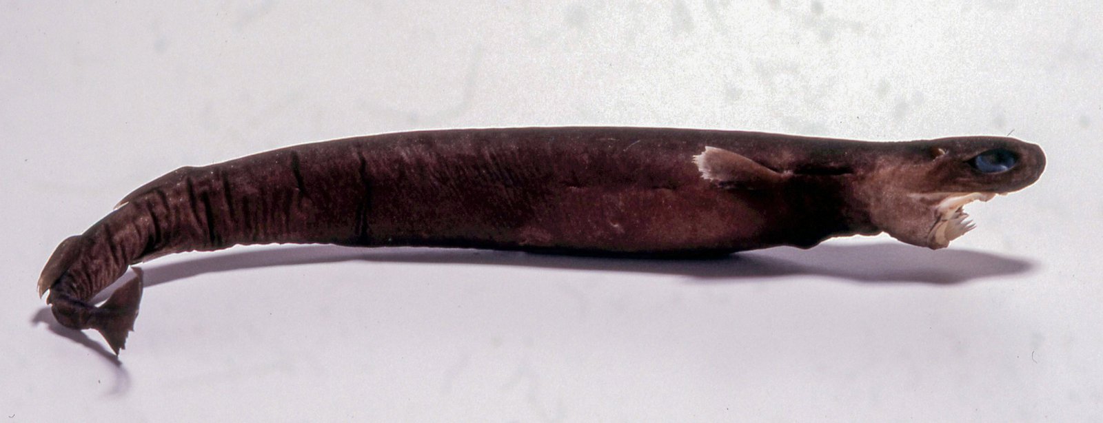 Largetooth Cookie-cutter Shark, Isistius plutodus I.28924-001