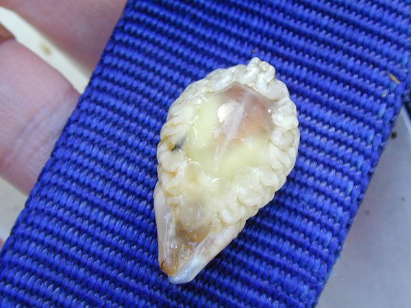 Leatherjacket Louse, <i>Ourozeuktes owenii</i>