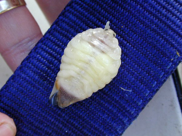 Leatherjacket Louse, <i>Ourozeuktes owenii</i>