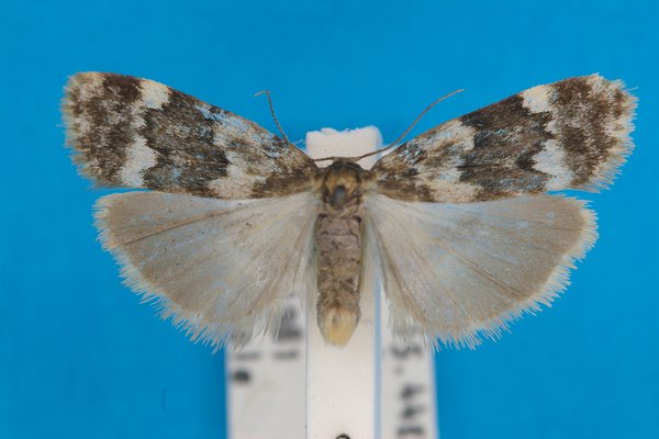 Lichen moth