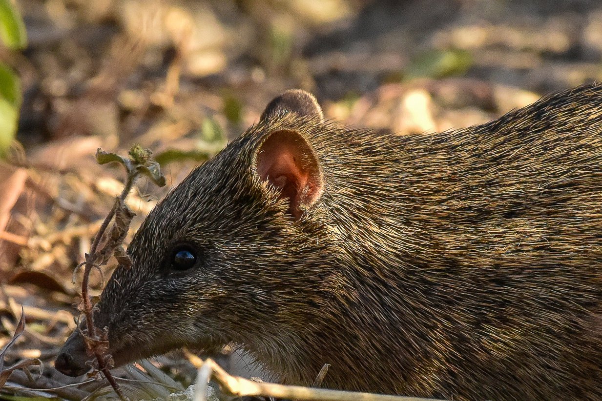 Northern Brown Bandicoot, Isoodon macrourus