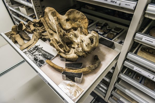 Palaeontology Collection Area 2018