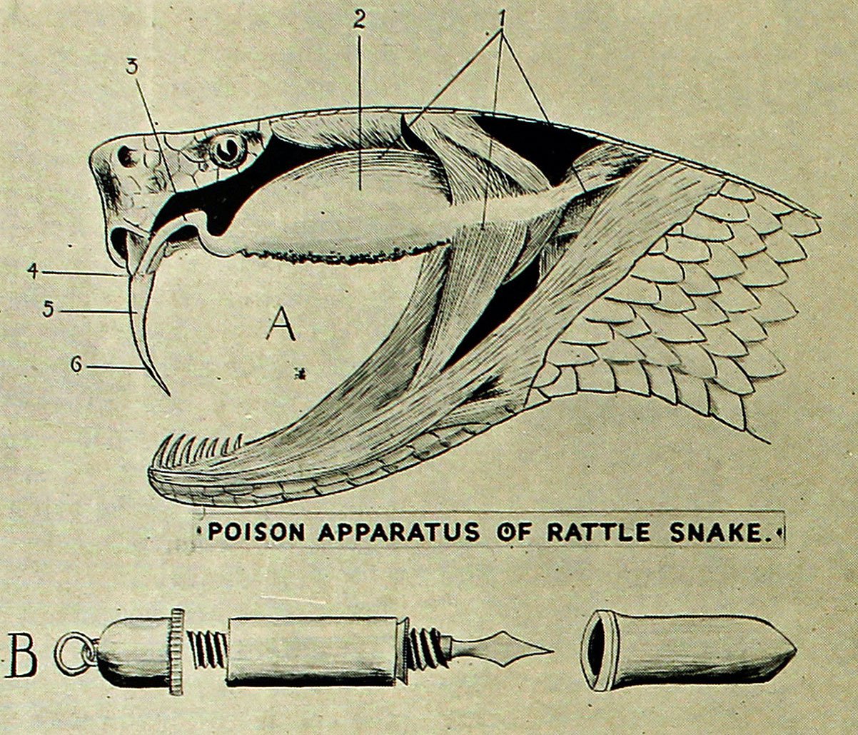 Part of diagram titled ‘Poison Apparatus of Rattle Snake’