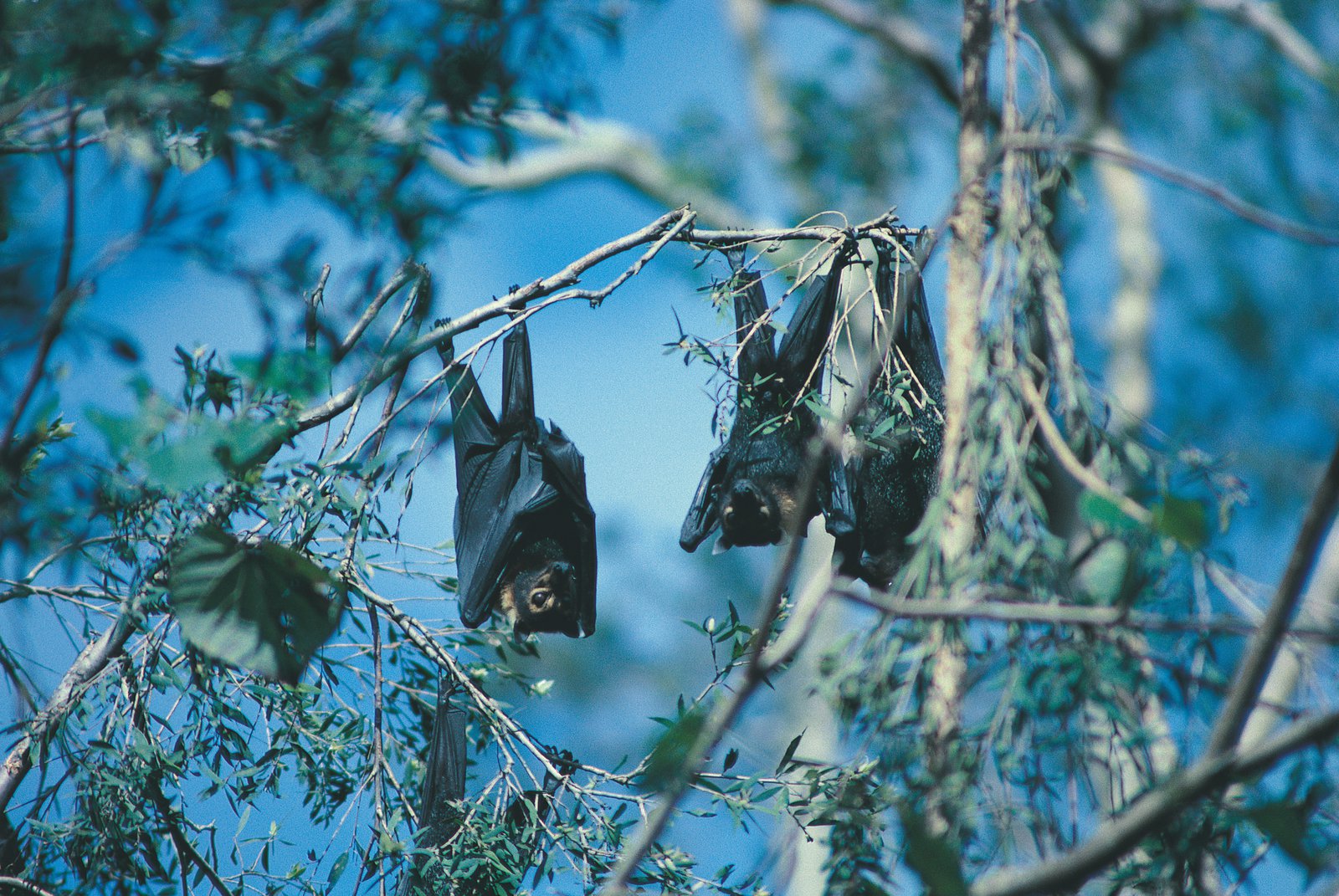 Pteropus conspicillatus