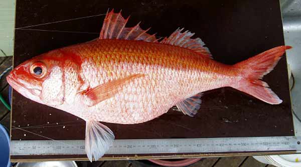Ruby Snapper, Etelis carbunculus
