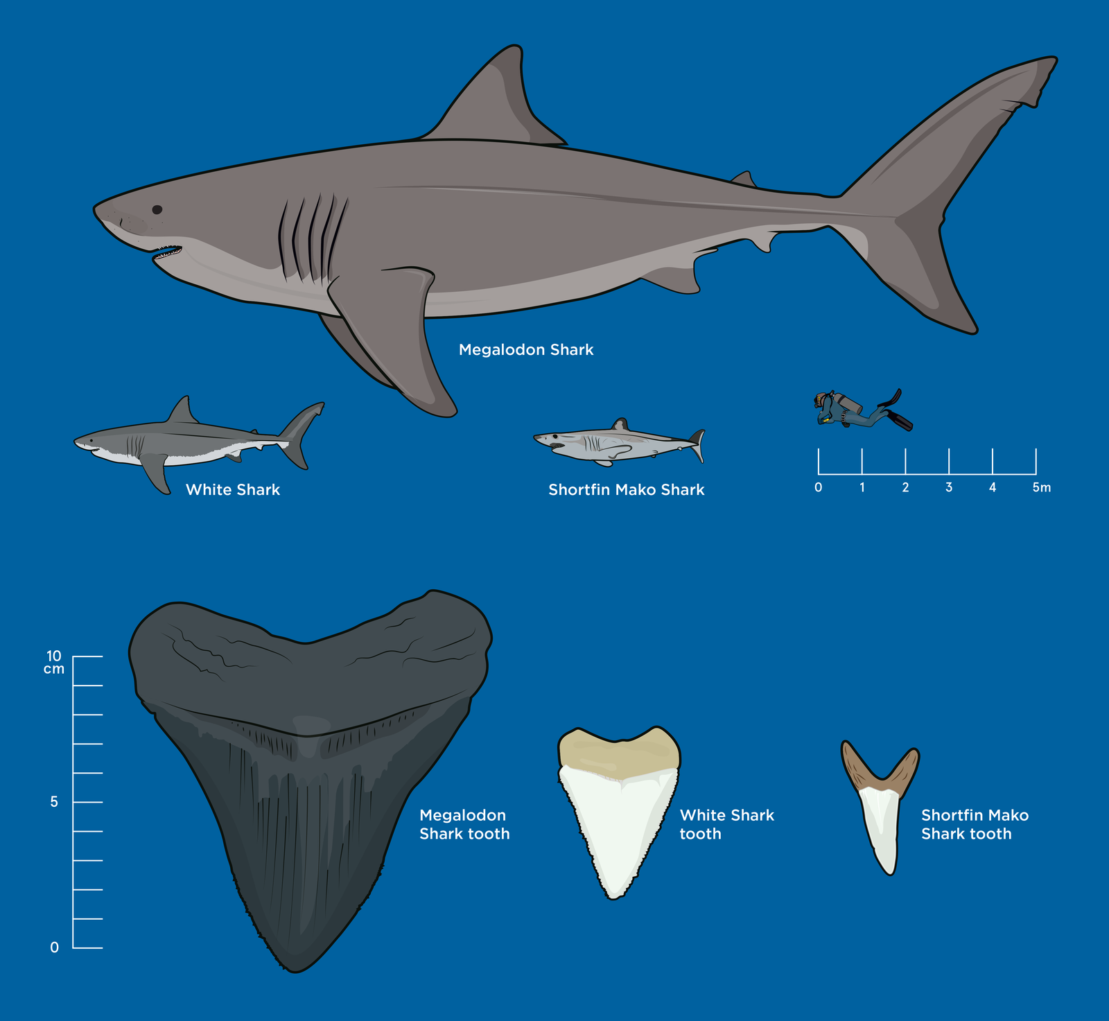 Scientists believe Megalodons grew up to 20m long, three times longer than the largest White Shark.