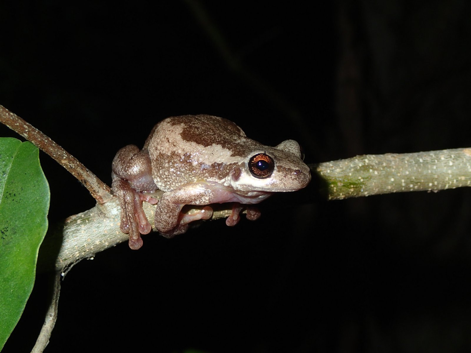 Screaming Tree Frog Litoria quiritatus, Barrinton Tops.