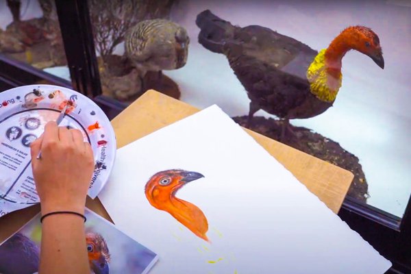 Sami Bayly paints a bush turkey