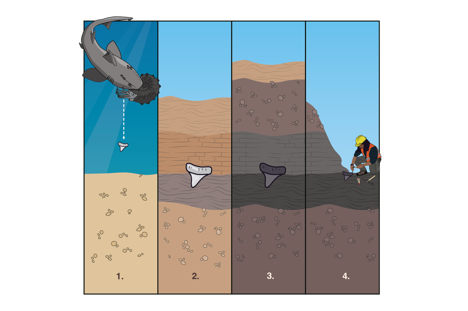 Stages of fossilisation of shark teeth