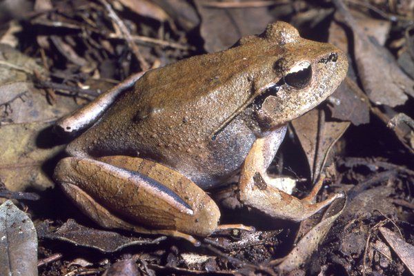 Lechriodus fletcheri