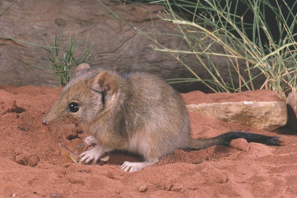 Mulgara, Dasycercus cristicauda