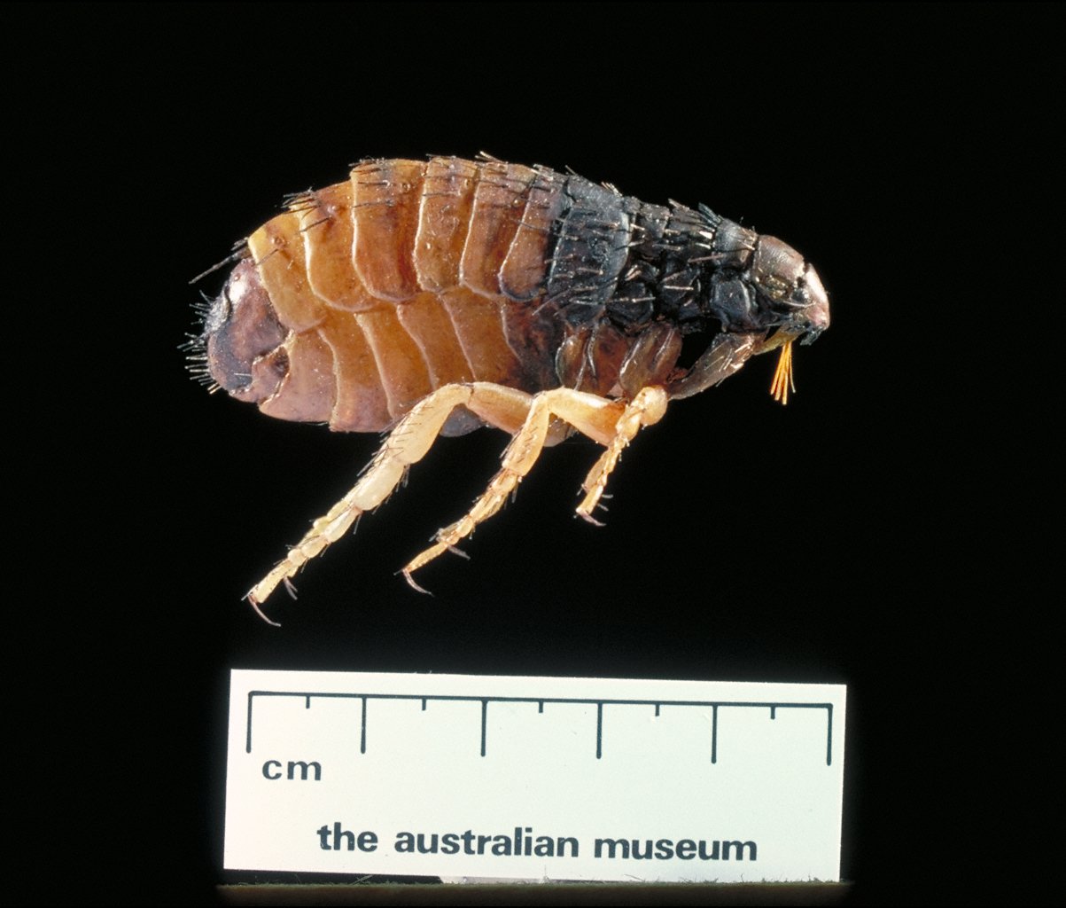 Siphonaptera, flea