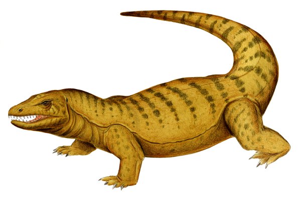 Australia' extinct animal, Megalania prisca