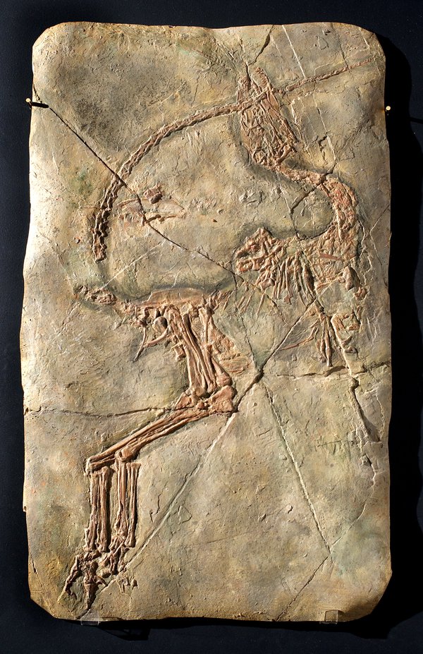 Dinosaur fossil