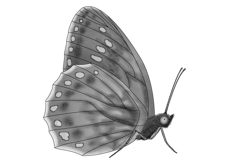 Lepidoptera