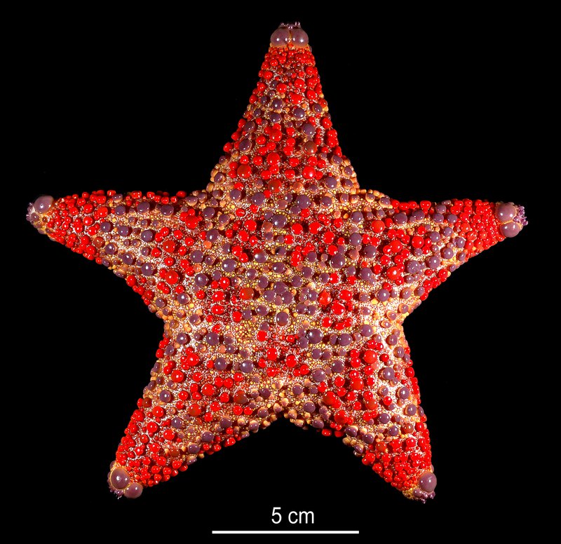 J24600 Asterodiscides truncatus