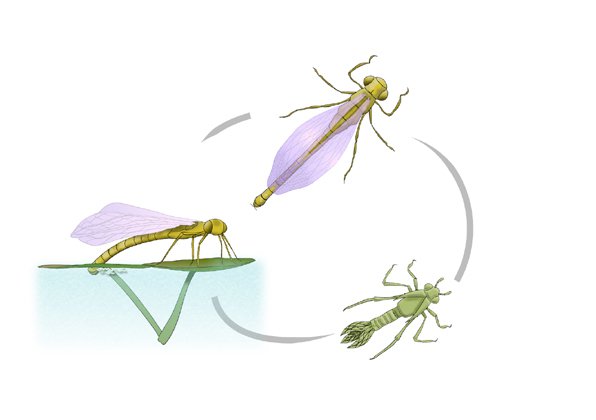 Damselfly life cycle - Austrolestes sp.