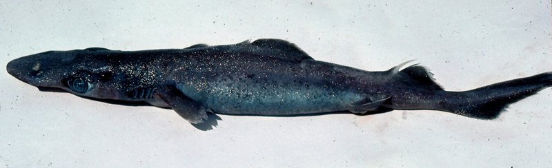 Brier Shark, Deania calcea