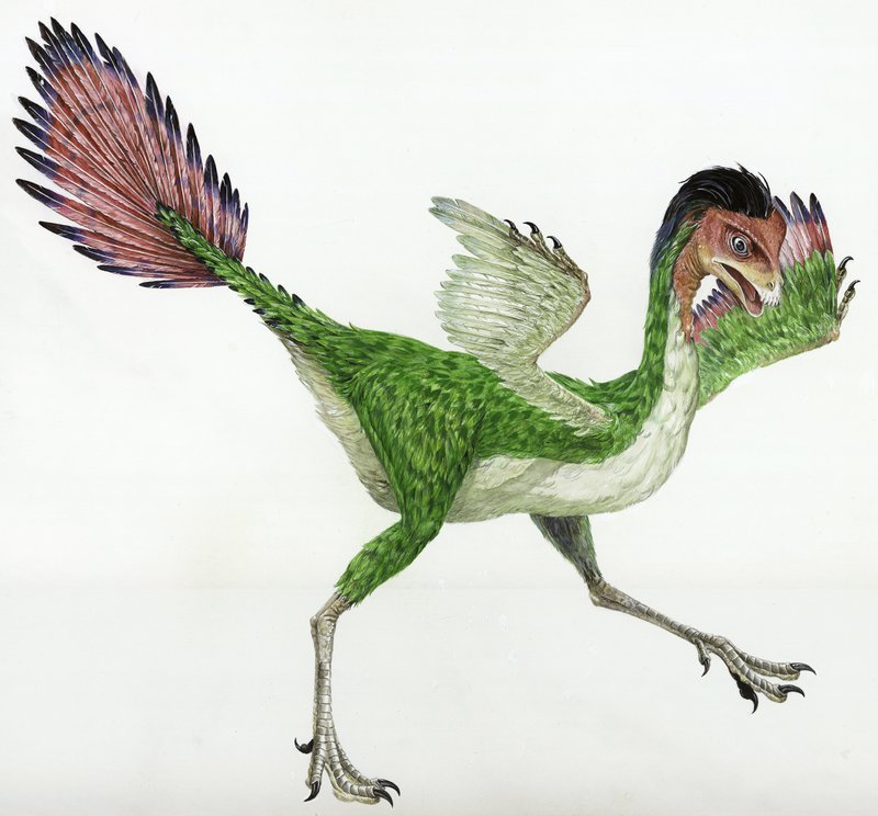 Caudipteryx